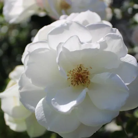 Casa Da Ponta Tatil Evi Ponta do Pargo