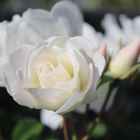 Casa Da Ponta Tatil Evi *