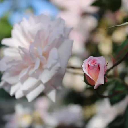 Casa Da Ponta Ponta do Pargo