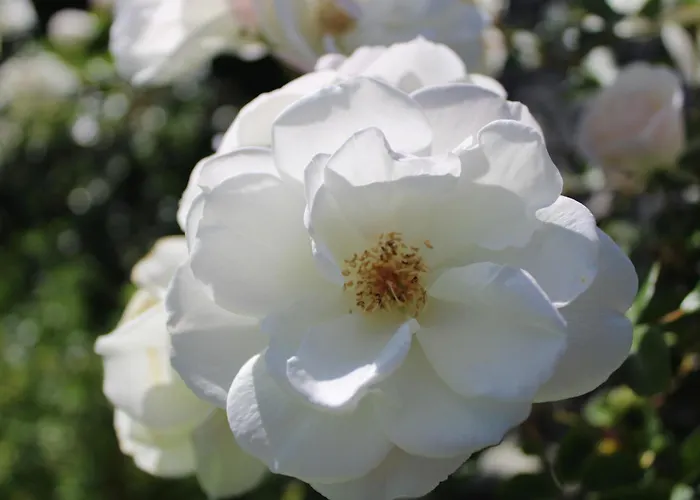 Casa Da Ponta Dom wakacyjny Ponta do Pargo