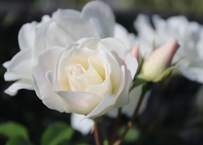 Casa Da Ponta Dom wakacyjny *